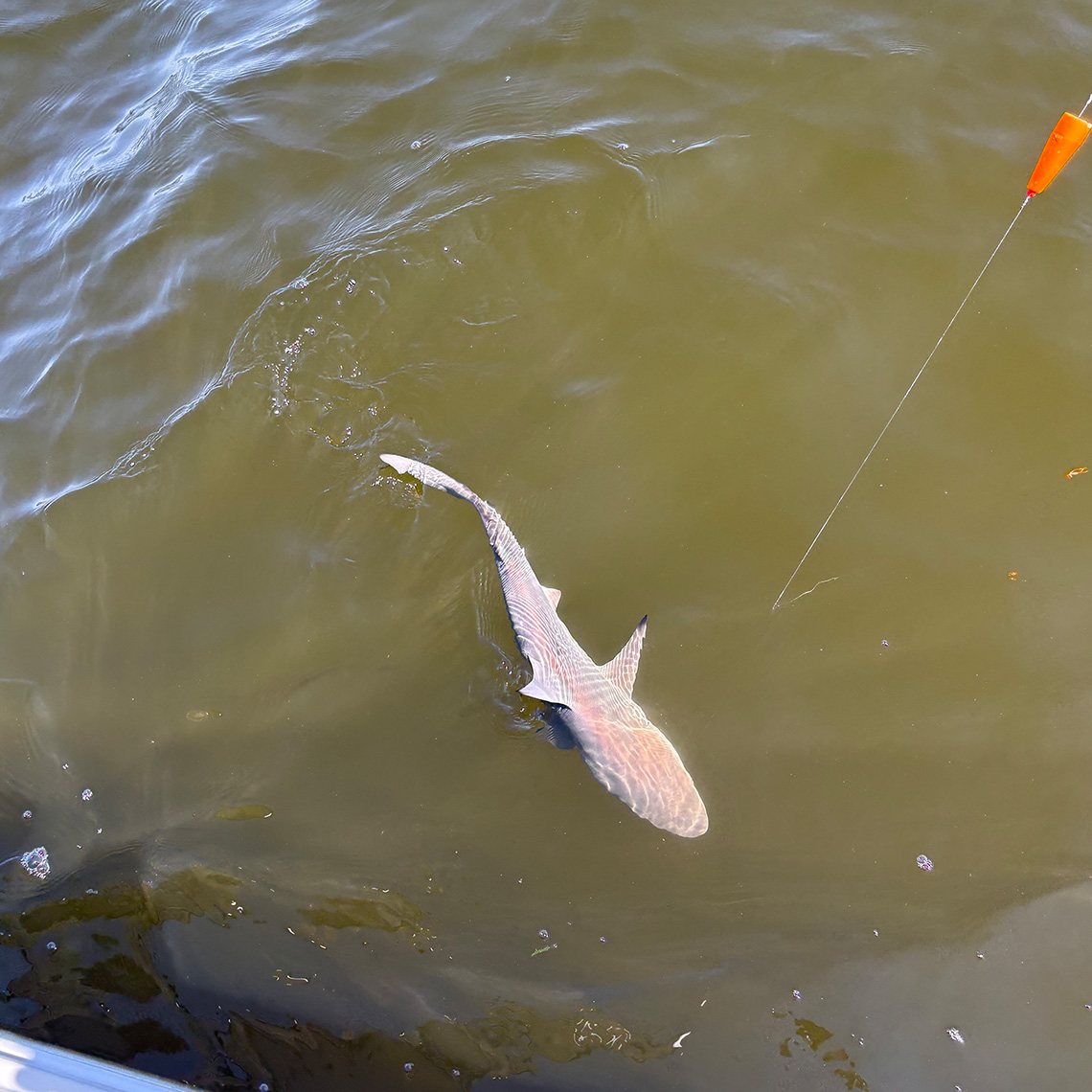 Small shark caught and released near Charlotte Harbor